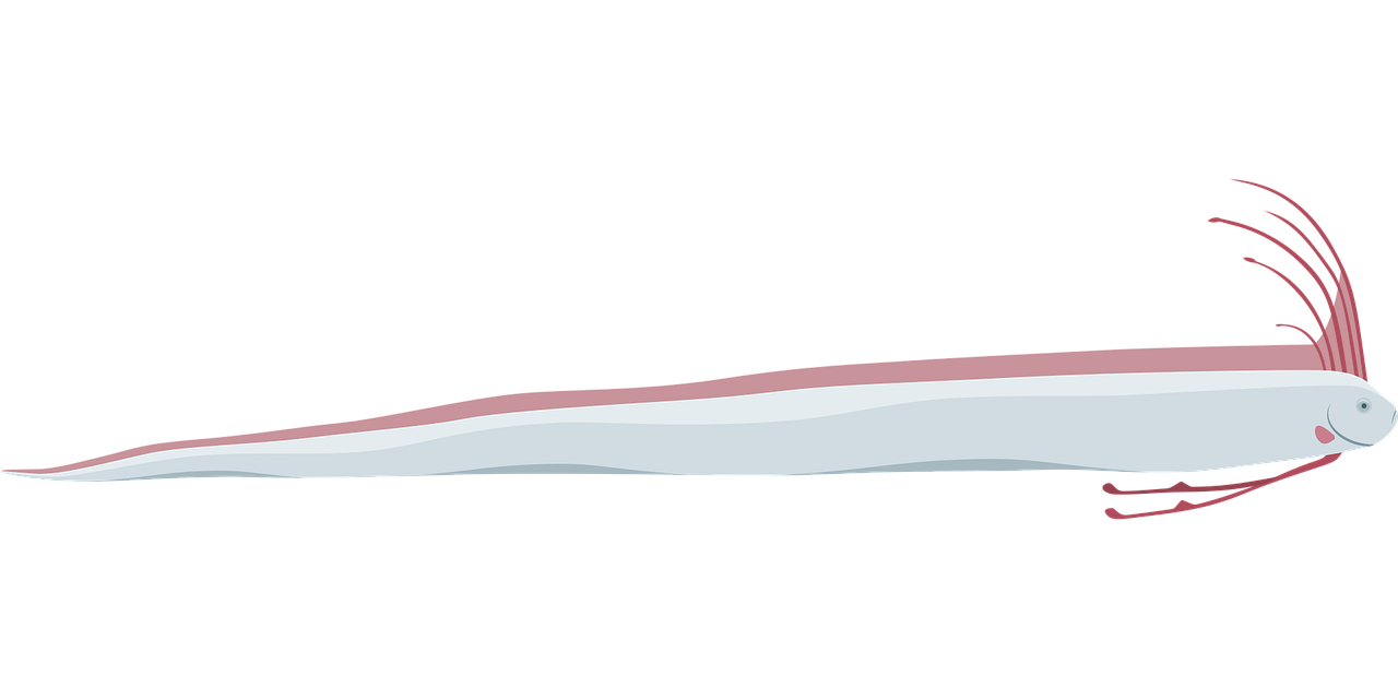 갈치 관련 사진