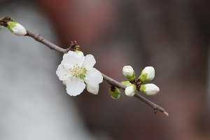 광양매화꽃축제