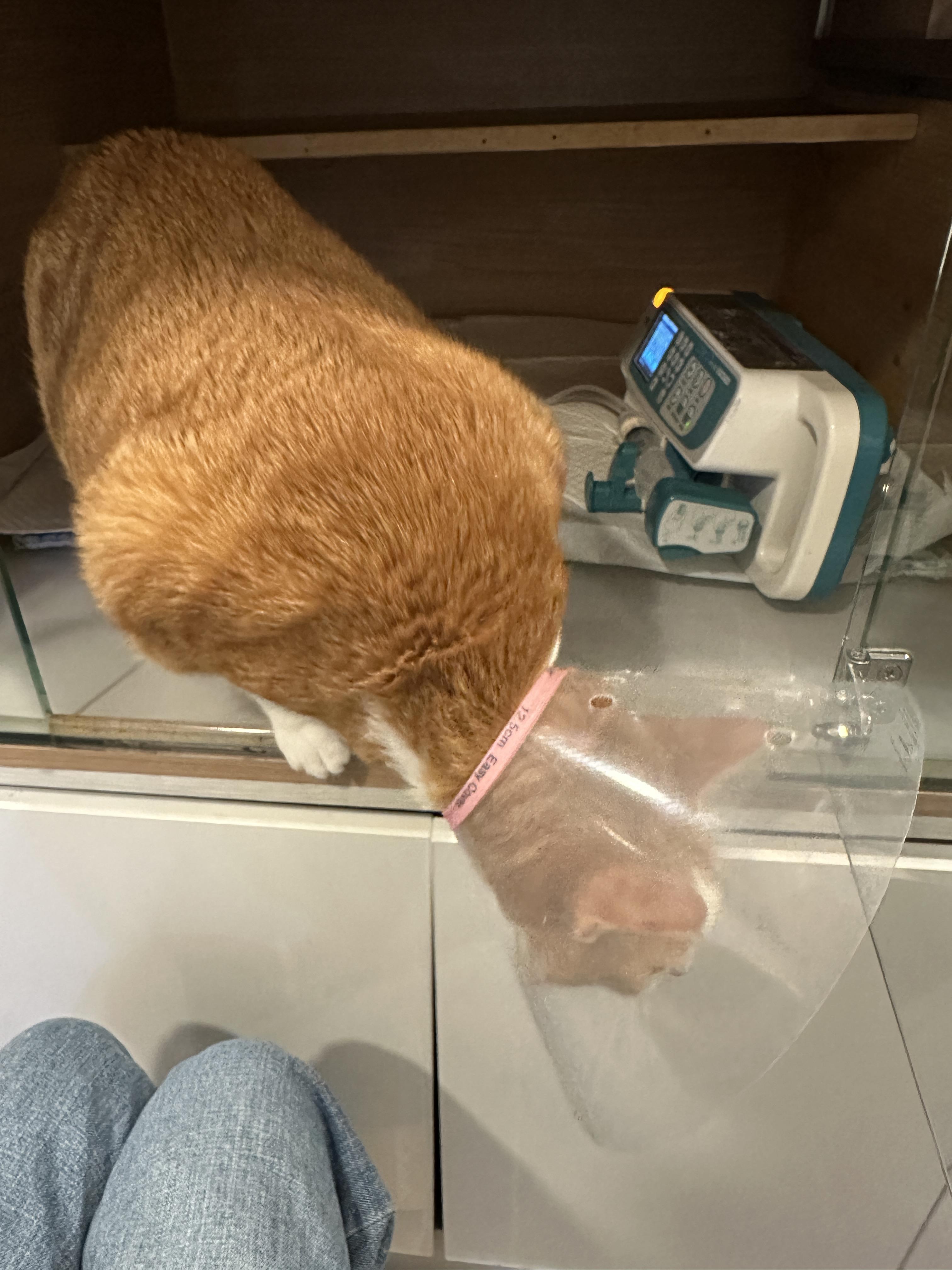 입원한_호야_고양이_담관염_췌장염_1