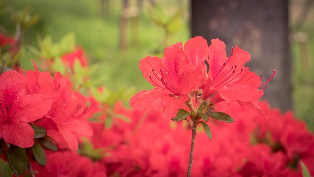 화담숲 입장료 예약