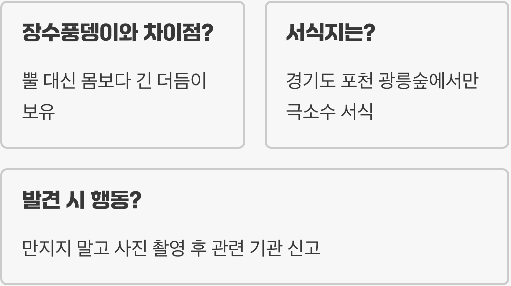 장수하늘소 한 마리가 숲 생태계에 미치는 놀라운 영향력