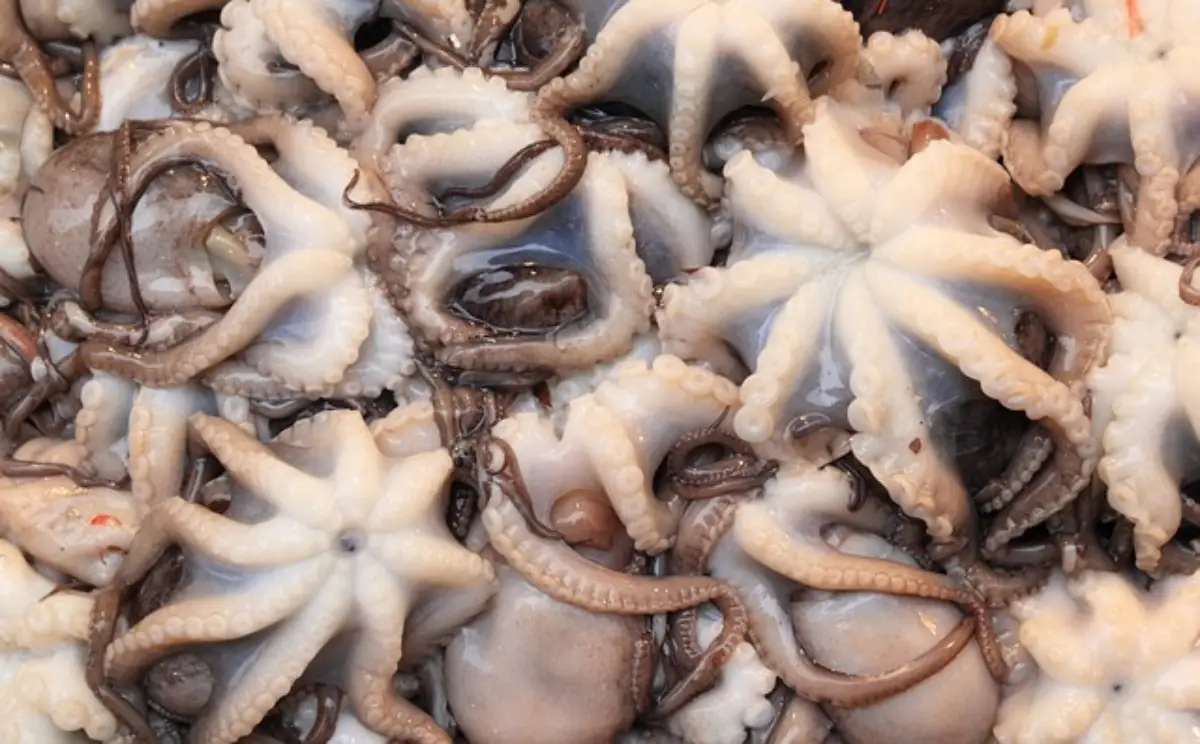낙지-철