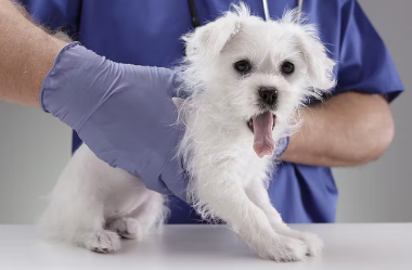 개가 주의하고 싶은 종양 유선종양.