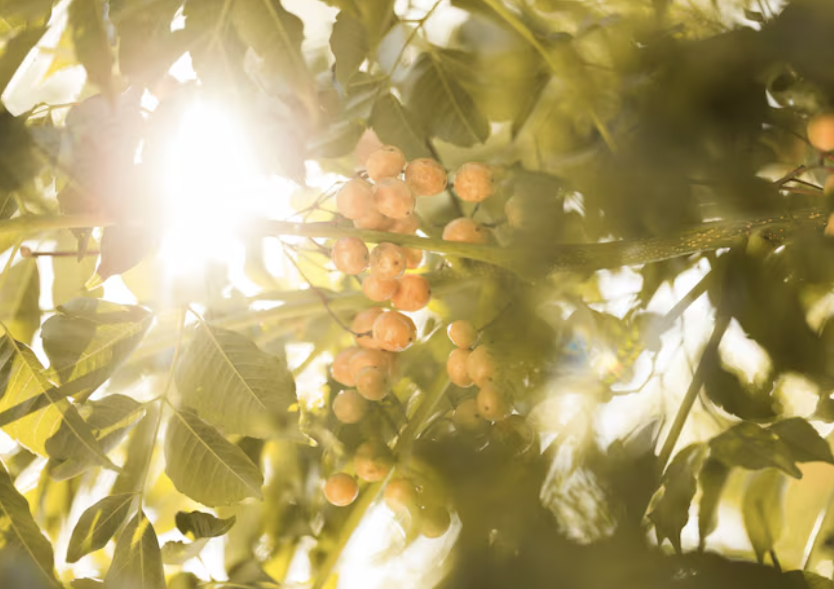 2026년 3월 19일 오늘의 띠별 운세와 레디코어 전략