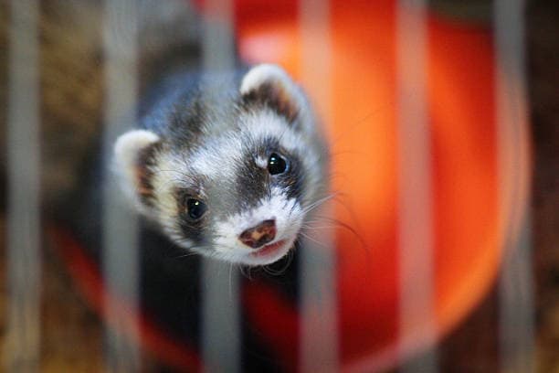 페럿(Ferret) 키우기 – 현실적인 조언