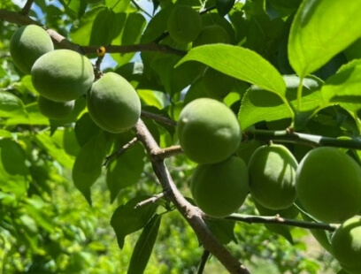 매실청 담그는법