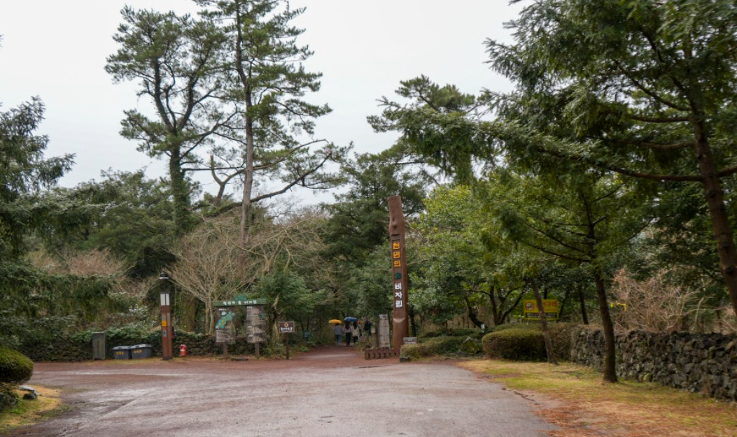 제주 비자림 숲