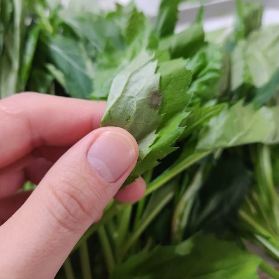 방풍나물 손질 머위나물손질 숙주나물 손질 방풍나물 손질법 머위나물 손질법 고비나물 손질법 제철 나물 손질