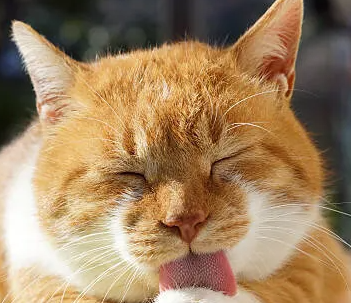 고양이가 마음의 균형을 잃었을 때 취하는 행동