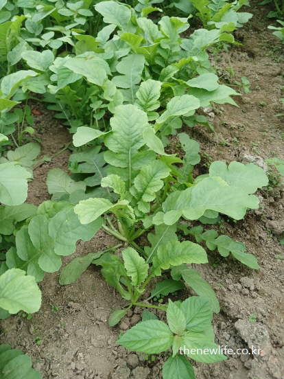 면역력 강화에 도움이 되는 신선한 열무 한 포기의 클로즈업 이미지