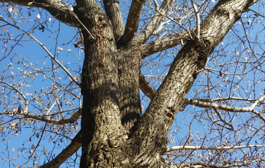 야생에서 잘 자라고 있는 두충나무를 확대를 하여 중간의 굵은 줄기와 잎을 찍은 사진