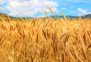 농가직불금 신청 자격 금액-3