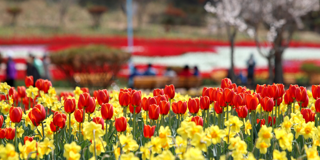 아름답게핀 튜울립들
