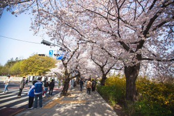 여의도 벚꽃축제 일정