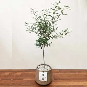 올리브 나무 키우는법 5가지 치명적 실수와 해결책 총정리를 안내_19