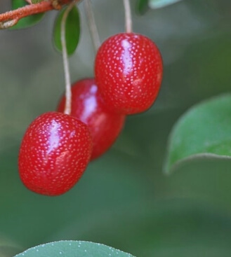 보리수 열매 효능