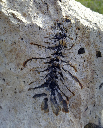 고생대 생물 화석이 알려주는 지구의 과거