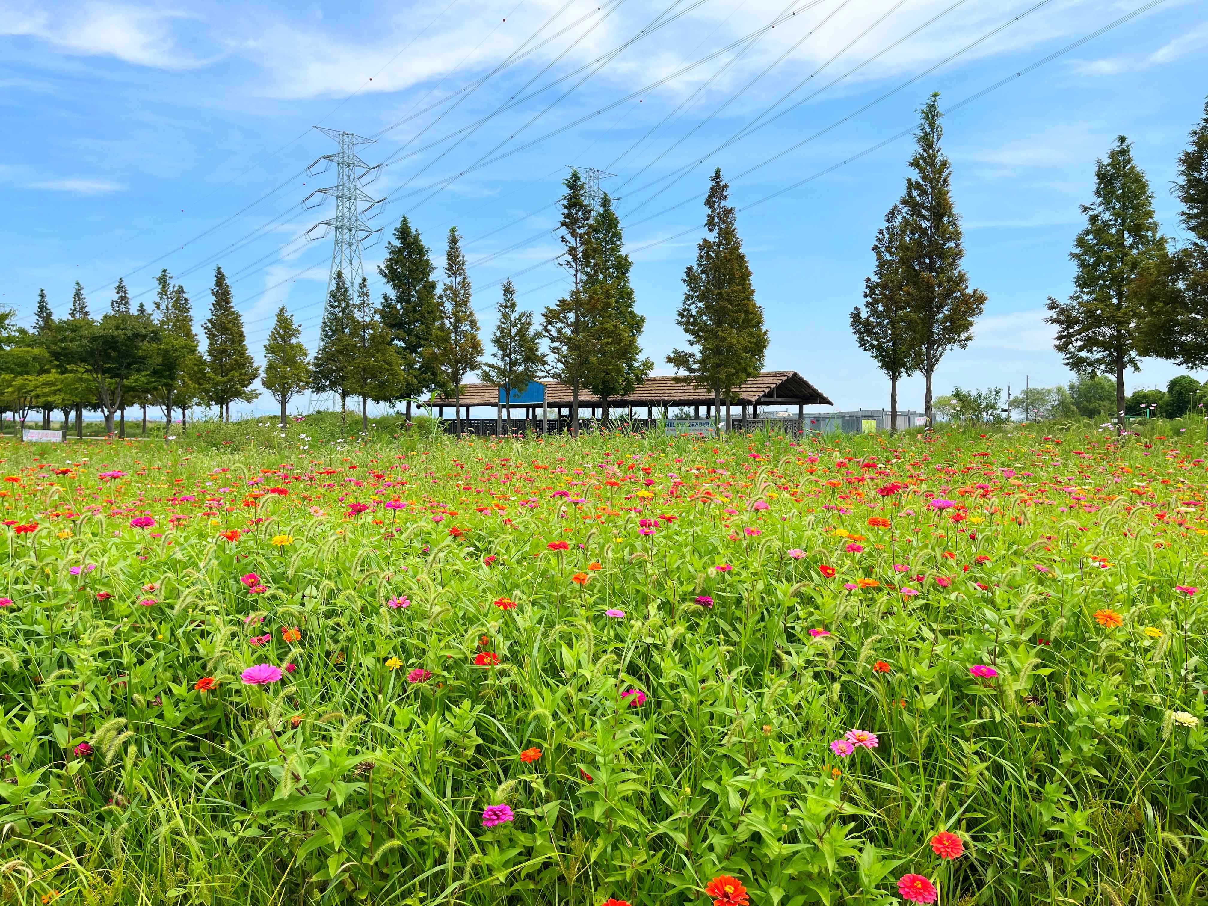 대부도 바다향기테마파크 코스모스