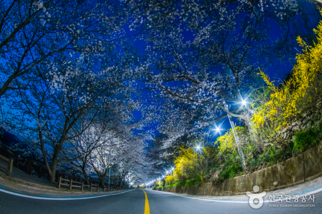 섬진강길-야간벚꽃