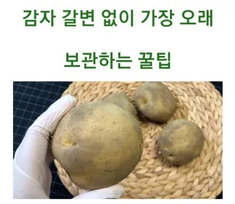 감자 보관법과 오래 신선하게 두는 꿀팁_21