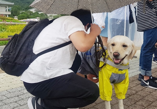 이미지설명: 시각장애인 안내견의 모습
