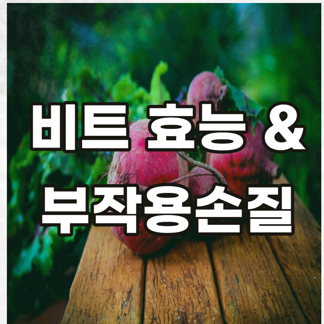 비트-부작용-효능-손질-먹는법-먹는방법