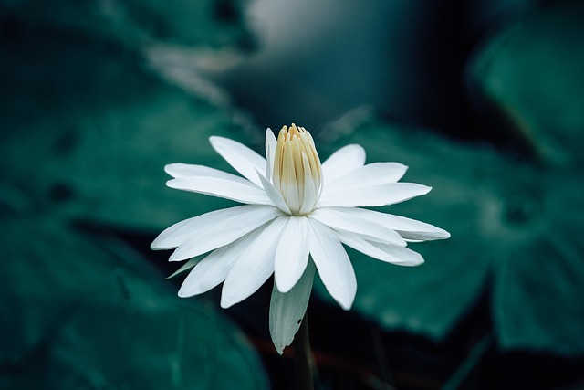 연성 관곡지 연꽃축제 