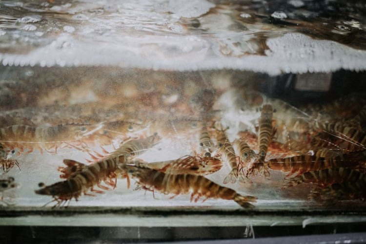 베트남 푸꾸옥 즈엉동 야시장