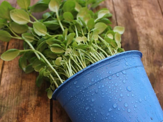 당뇨 관리에 도움을 주는 바질