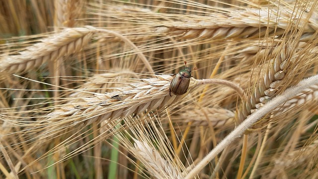 바퀴벌레 퇴치방법 총정리