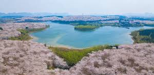 전라도 완주 구이저수지 벚꽃길 벚꽃 명소 베스트 5 벚꽃시기 만개시기 드라이브 코스