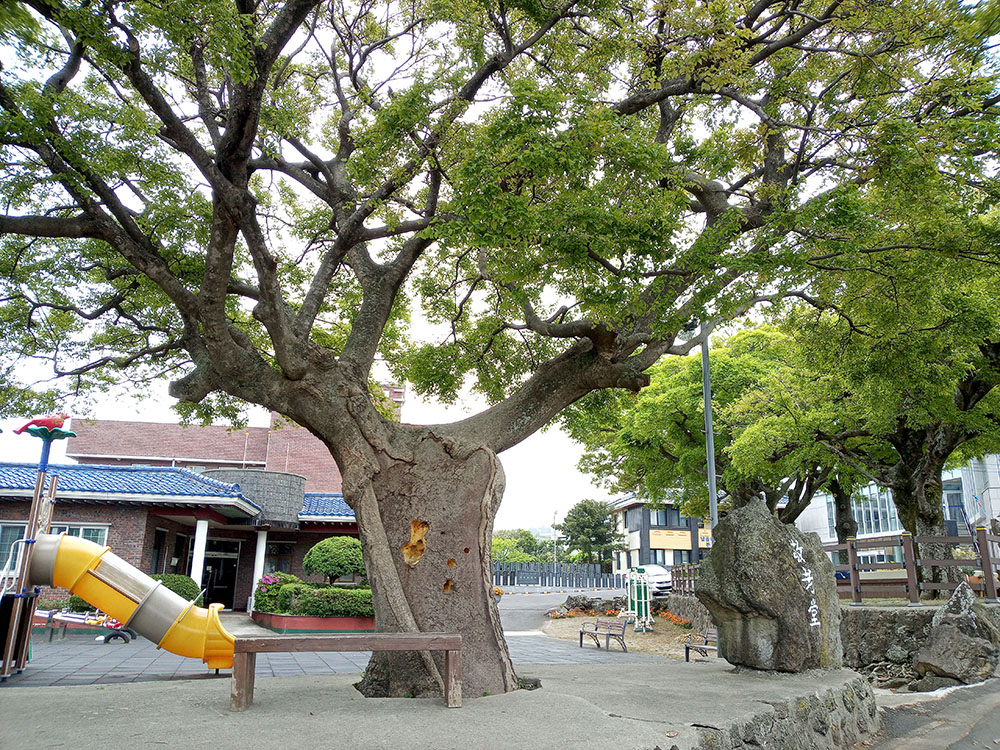 올레길15A코스 팽나무