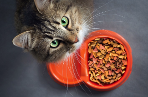 푸드볼 앞에서 이쪽을 보는 고양이