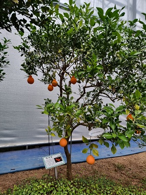 청주랜드-한라봉나무