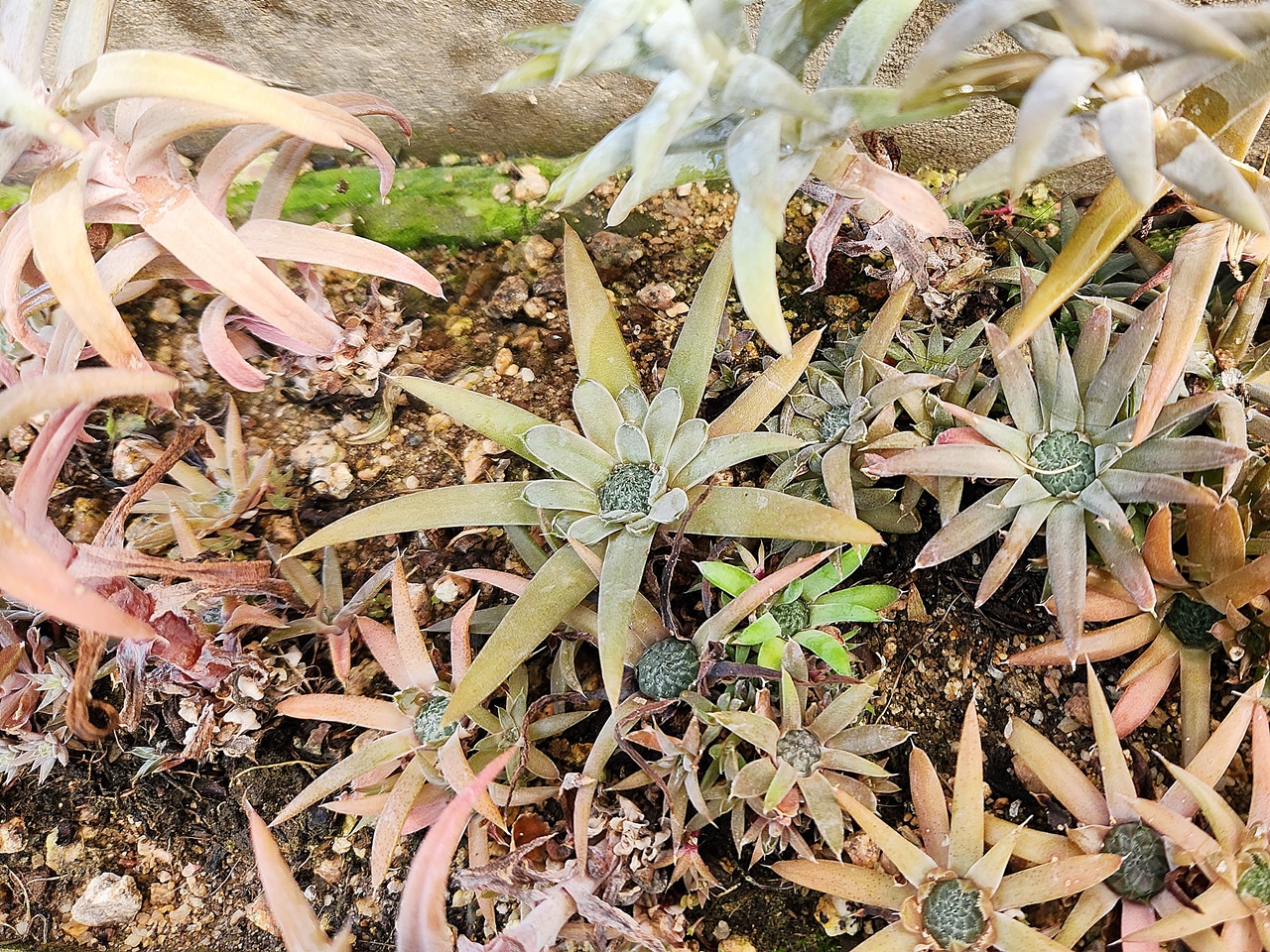 바위솔(와송)