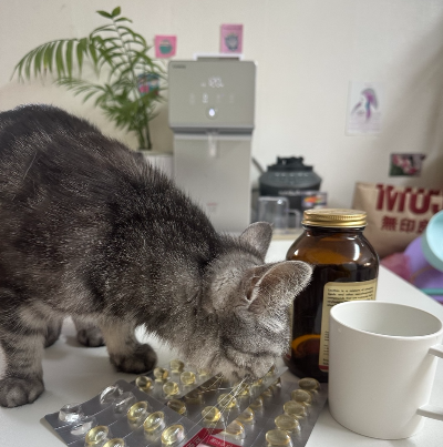 테이블 위에 놓인 노란색 사람용 오메가3 캡슐에 관심을 보이며 뚫어져라 응시하는 고양이