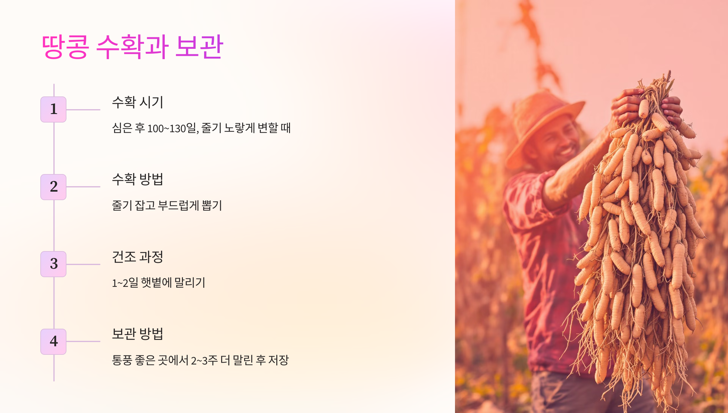 🌾 땅콩 수확과 보관