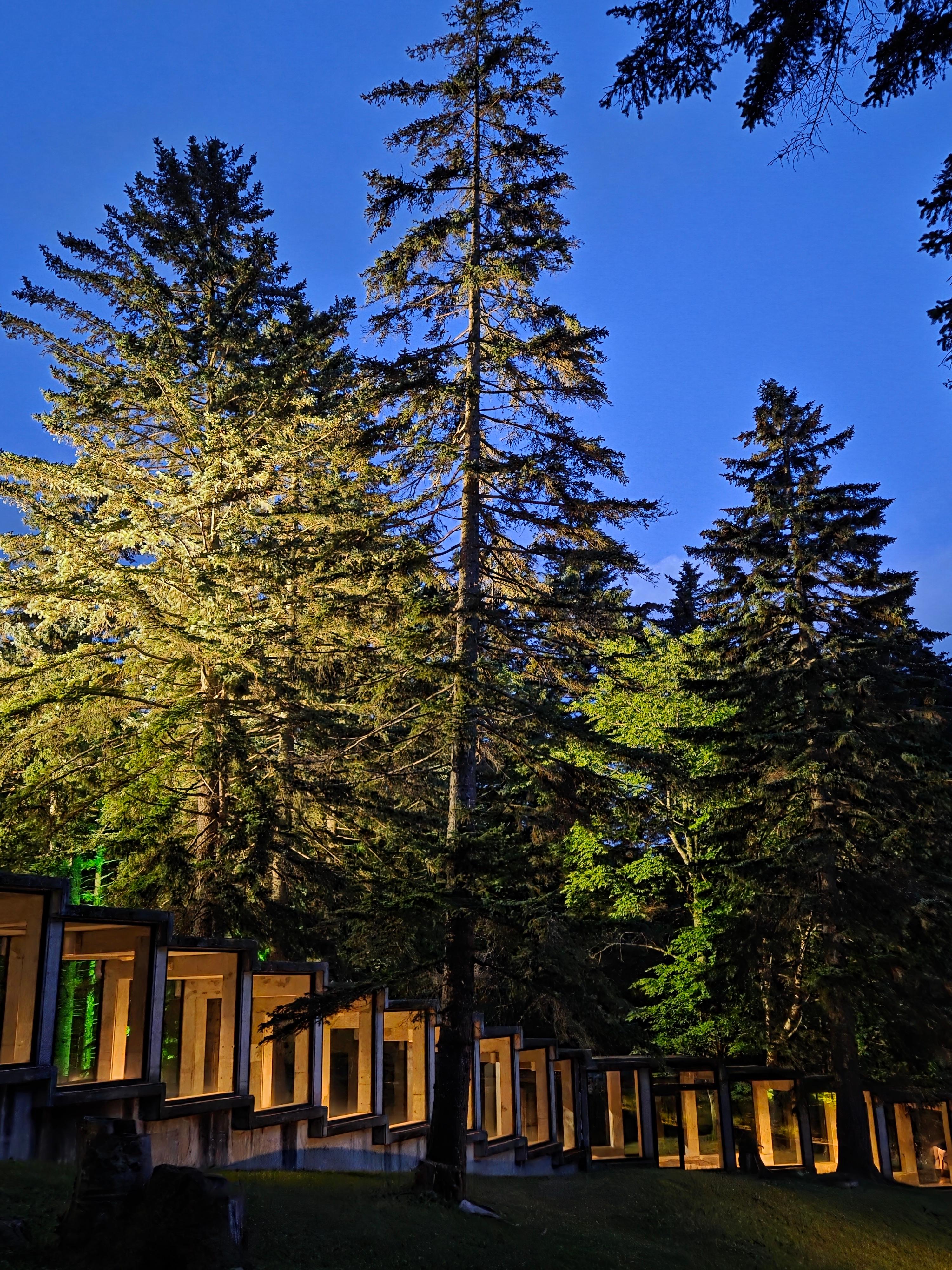 니니누푸리에서 더 타워로 향하는 길&amp;#44; 숲과 조명이 어우러진 산책로