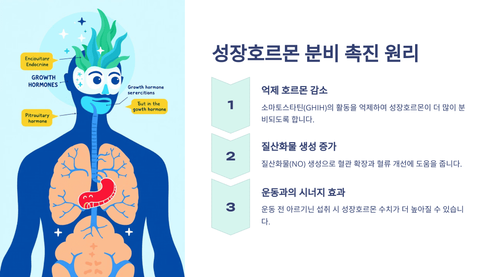 아르기닌이 성장호르몬 분비를 촉진하는 원리