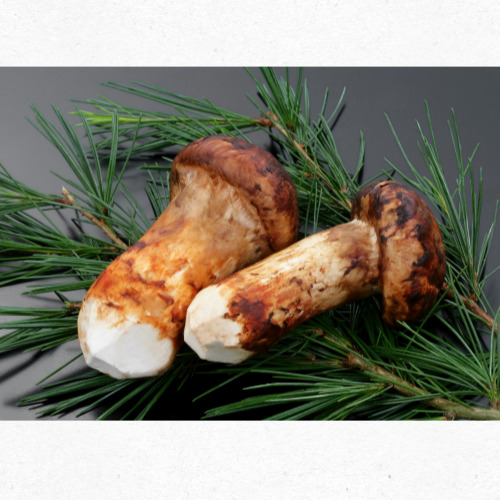 8월 제철버섯 송이버섯