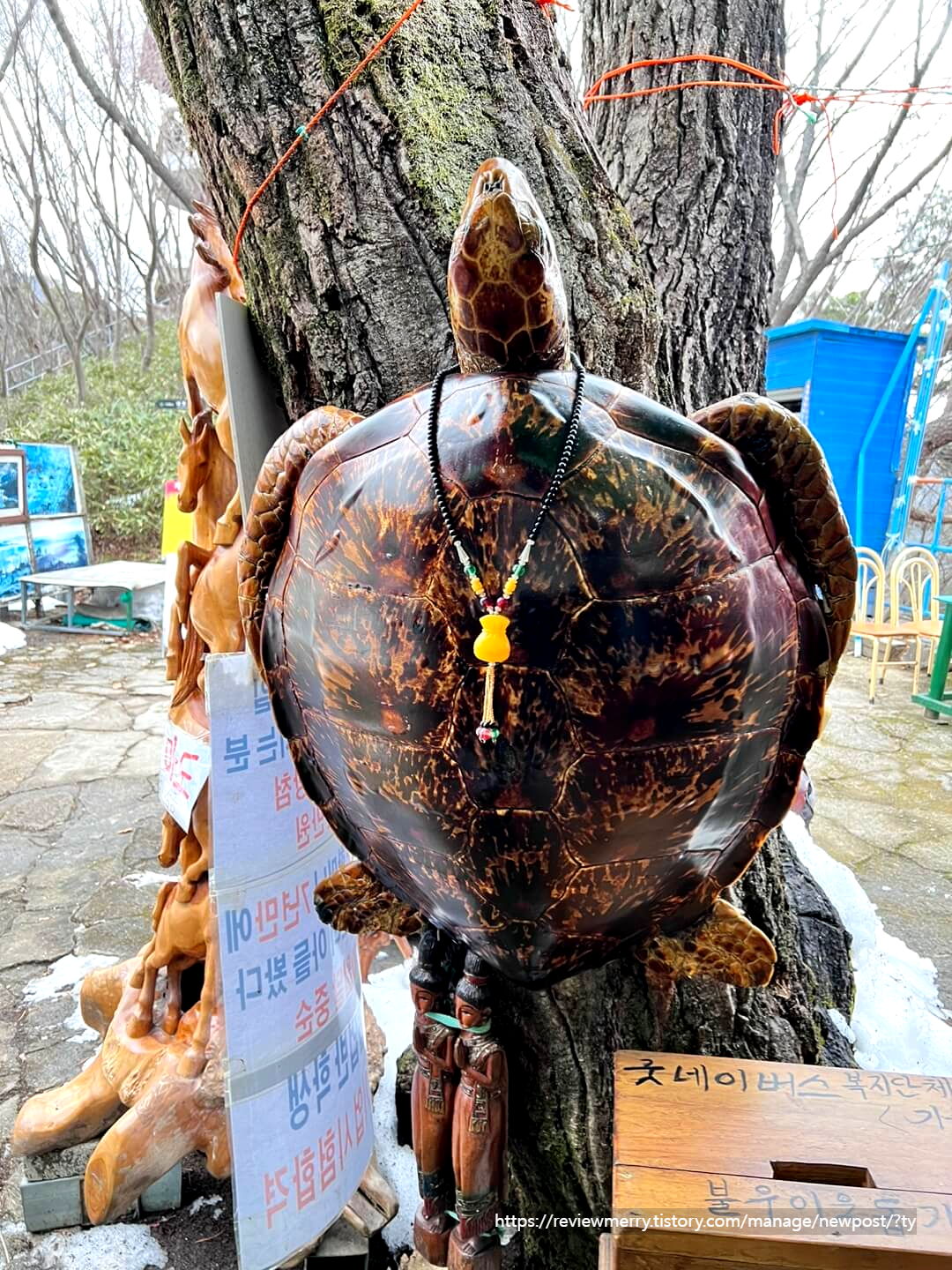 박제 거북이
