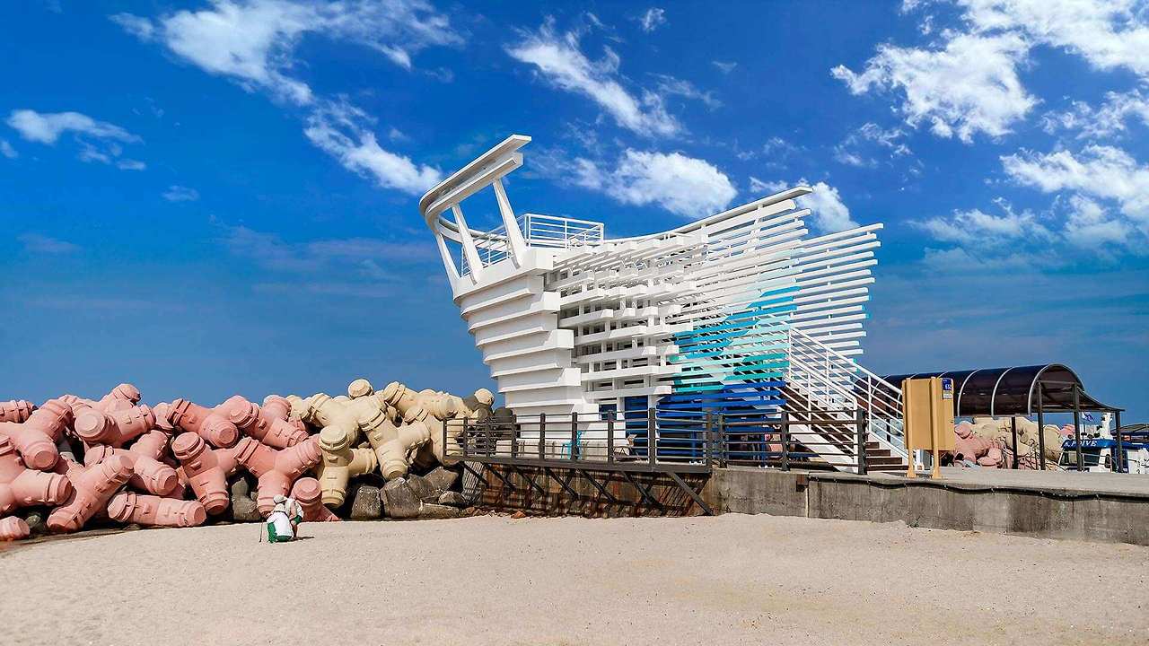 강릉 사근진 해변 유채꽃밭