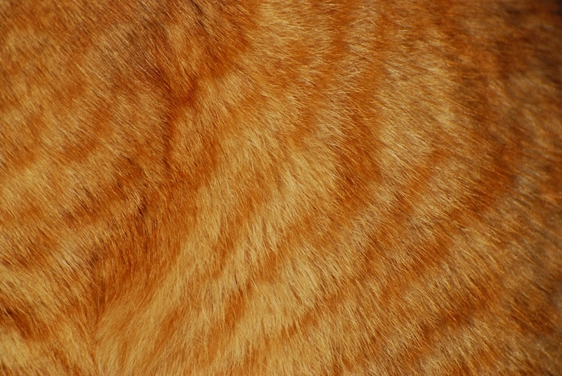 고양이 털 알레르기 관련 사진