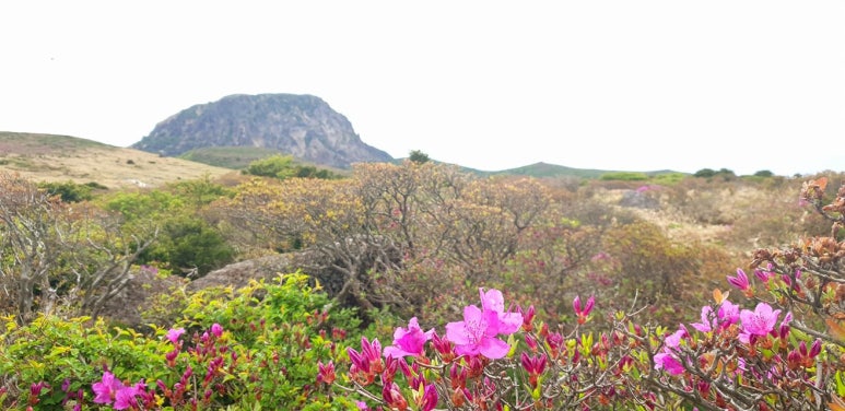 한라산 탐방예약 구간 변경 안내