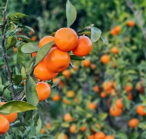 제주도-귤-이미지