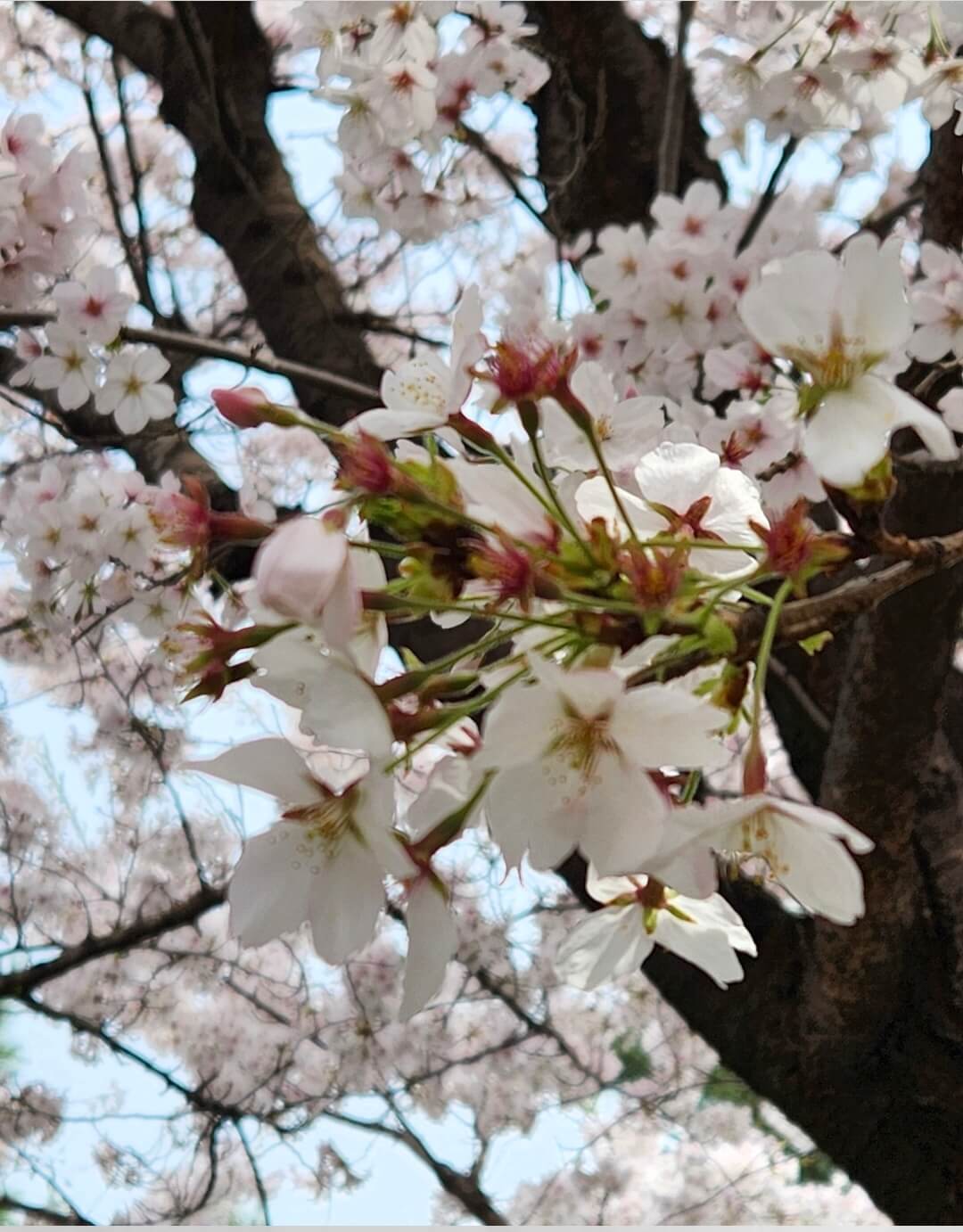 2026 벚꽃 개화 시기 총정리! 서울은 언제 만개할까?(+전국 예상일)