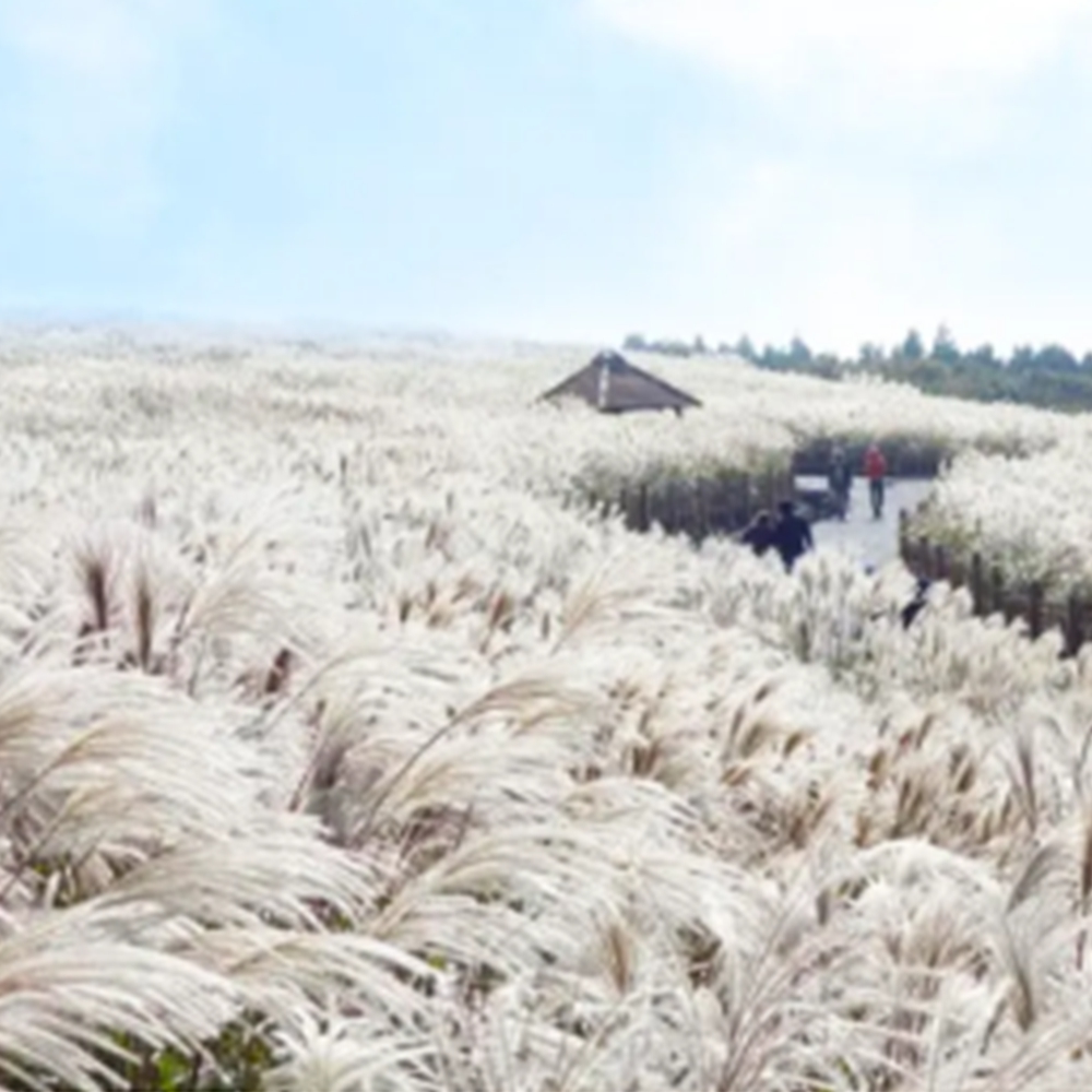 산굼부리 억새