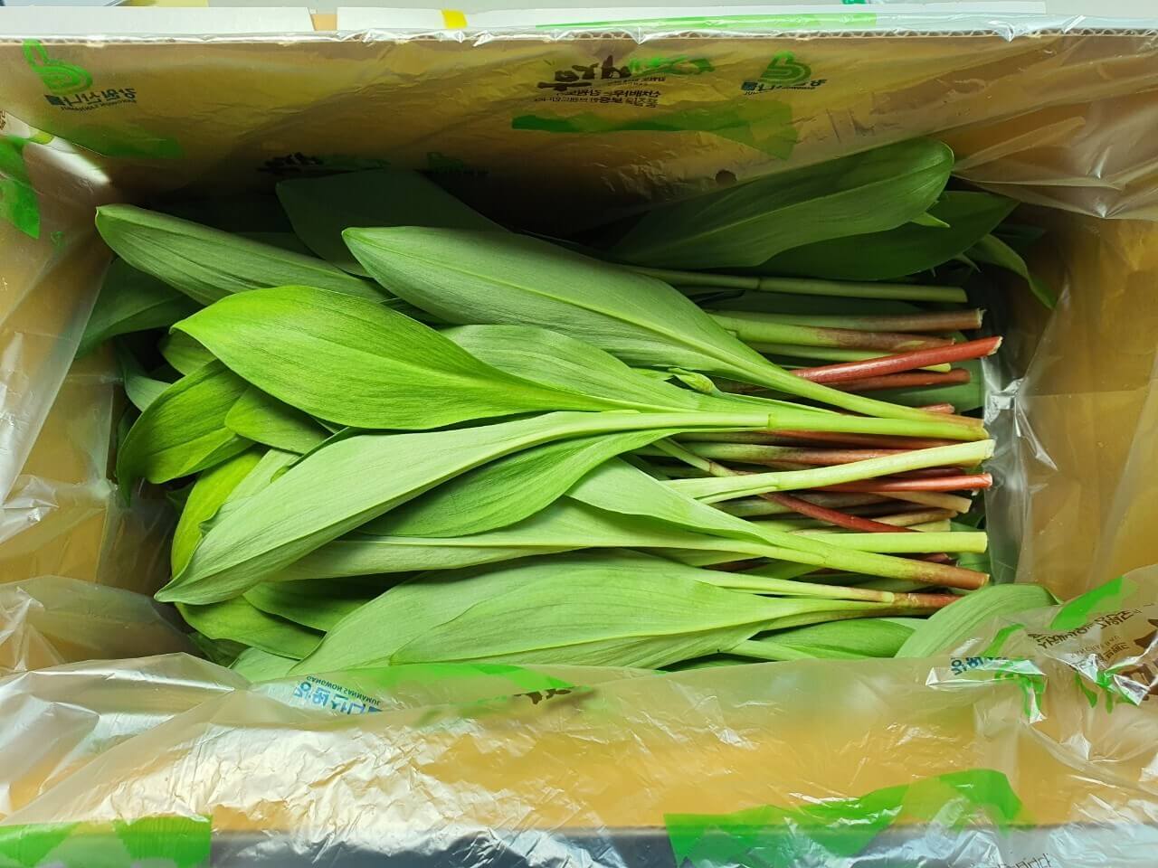 생생정보 수확의 달인 강원도 홍천 오대산 봄철 대표 봄나물 산마늘 주문방법 미쁨농장 산마늘 구매방법 