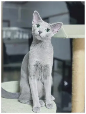 러시안블루 가격 성격 무료분양 털빠짐 수명 키우기 종류_22
