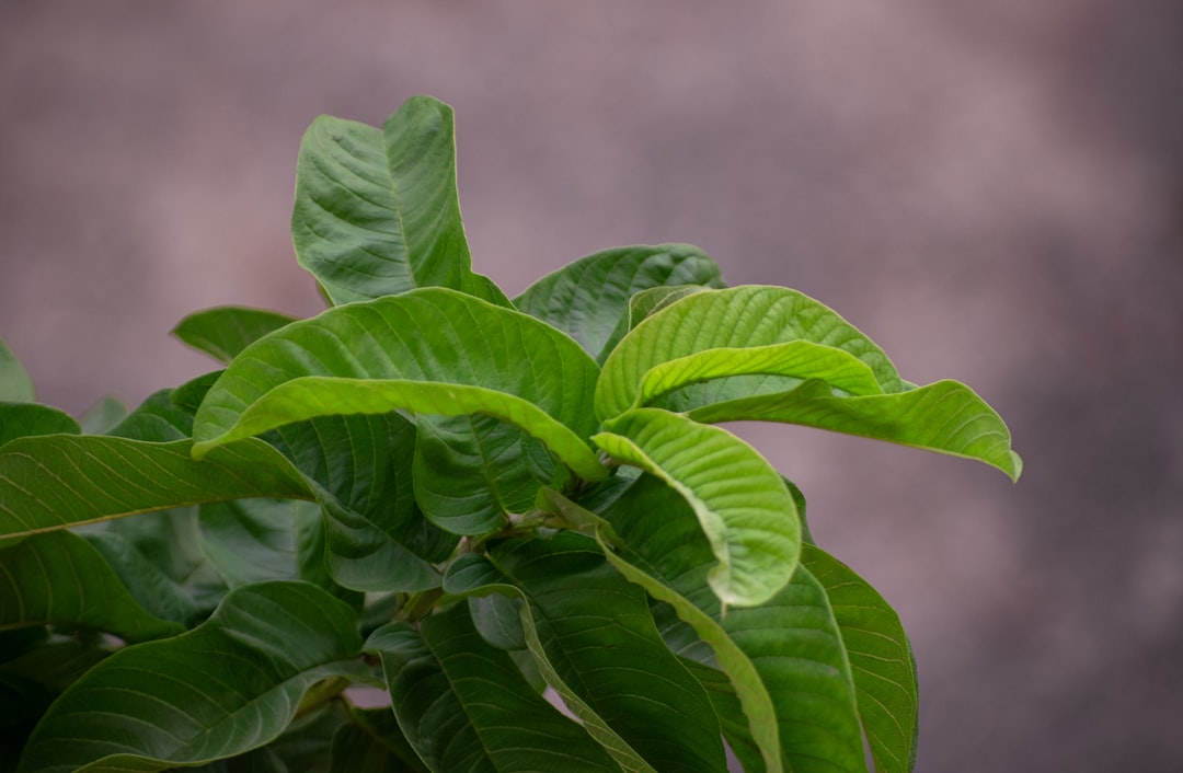 Stevia